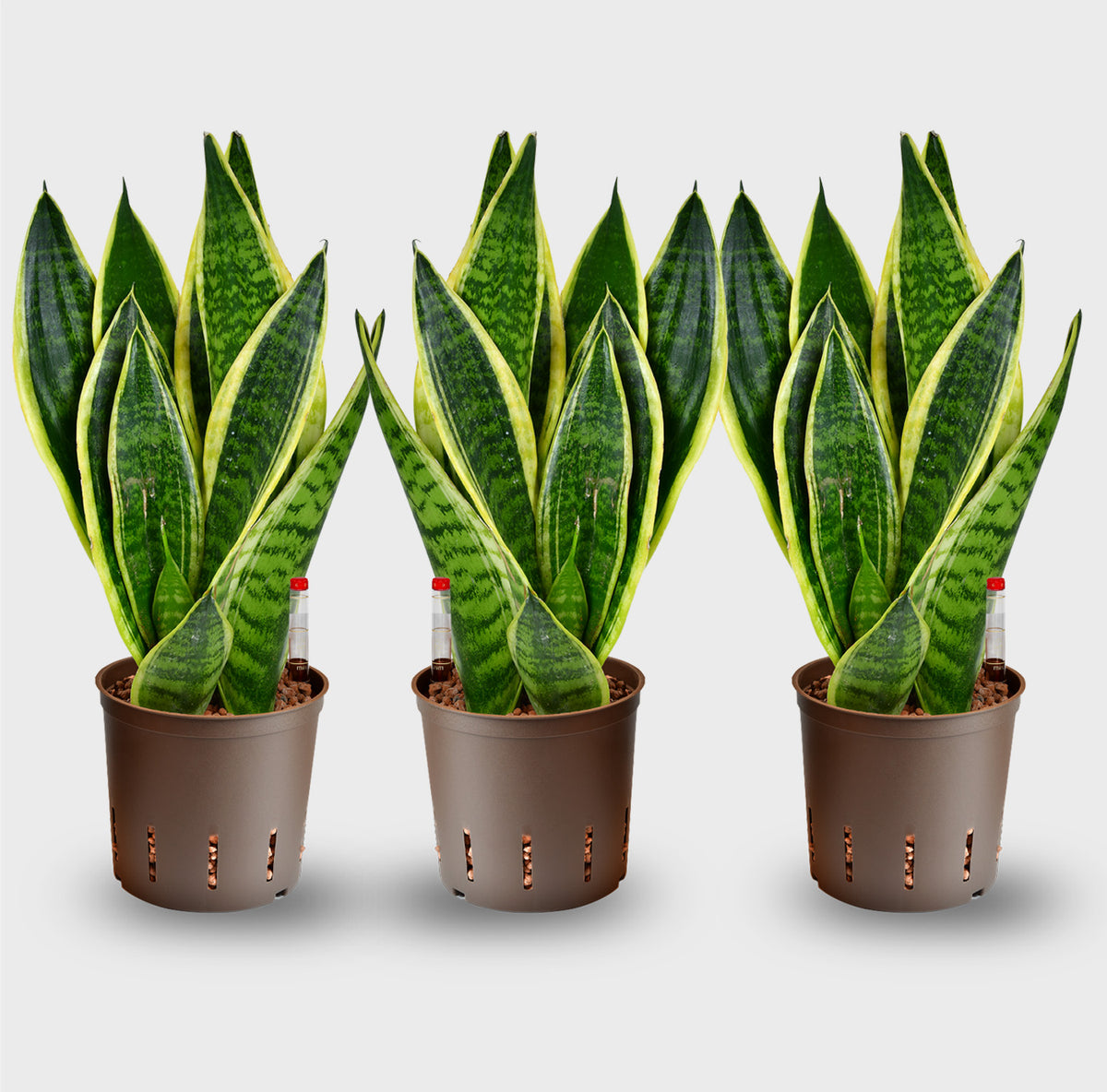 Hydro 3er Pflanzen Set Sansevieria Laurentii