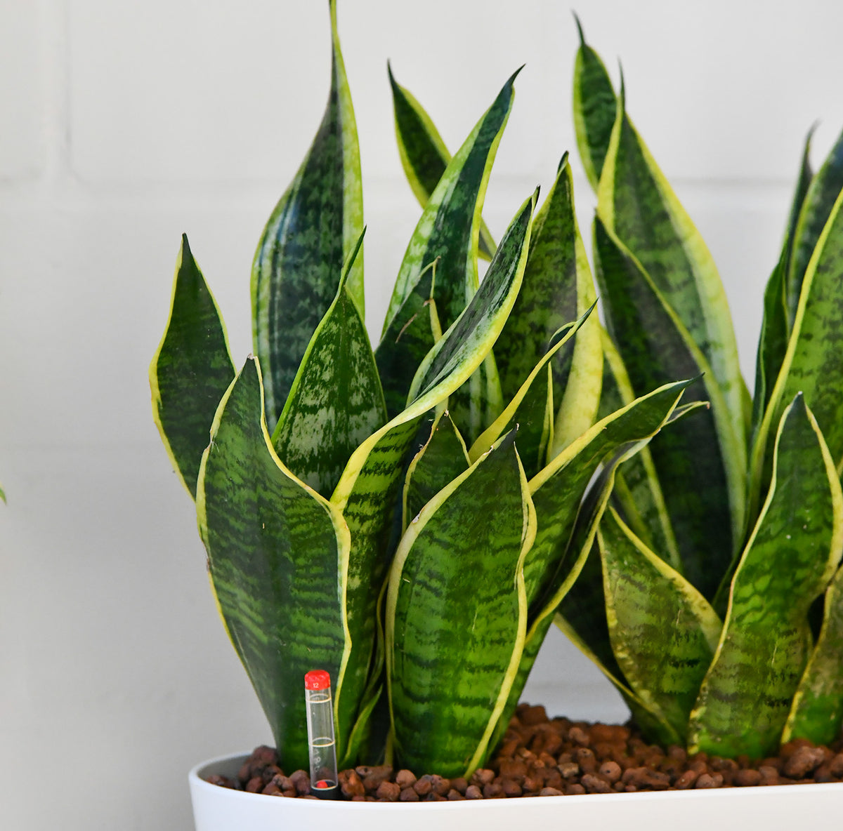 Hydro Büropflanzen Set Sideboard Classico Sansevieria