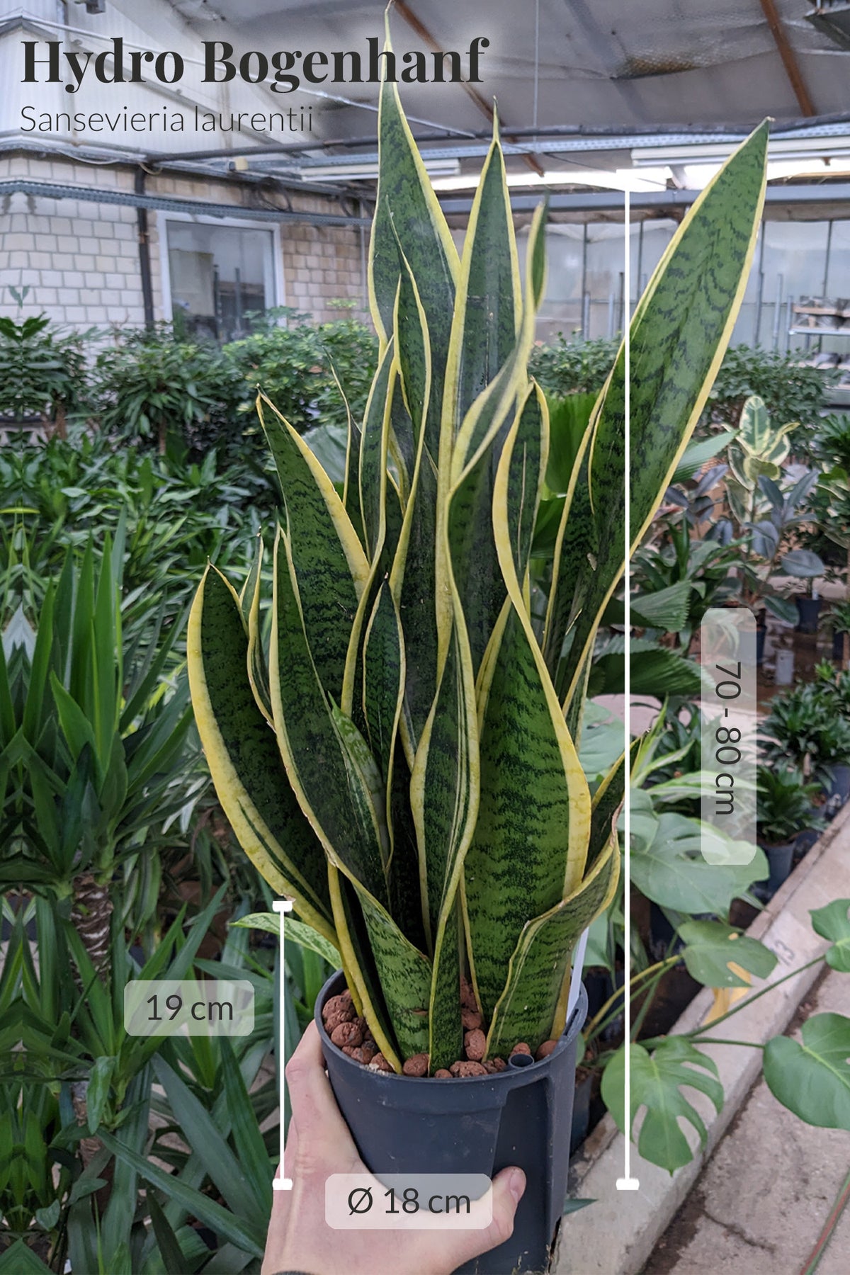 HYDRO SET XL Büropflanze Sansevieria mit Vase Classico