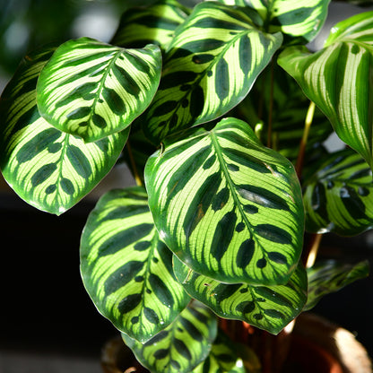Große Calathea Makoyana