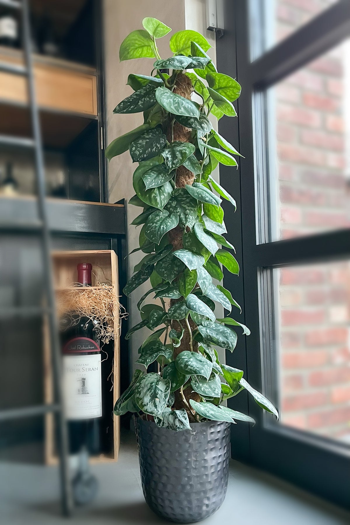 XXL Efeutute Scindapsus 150cm