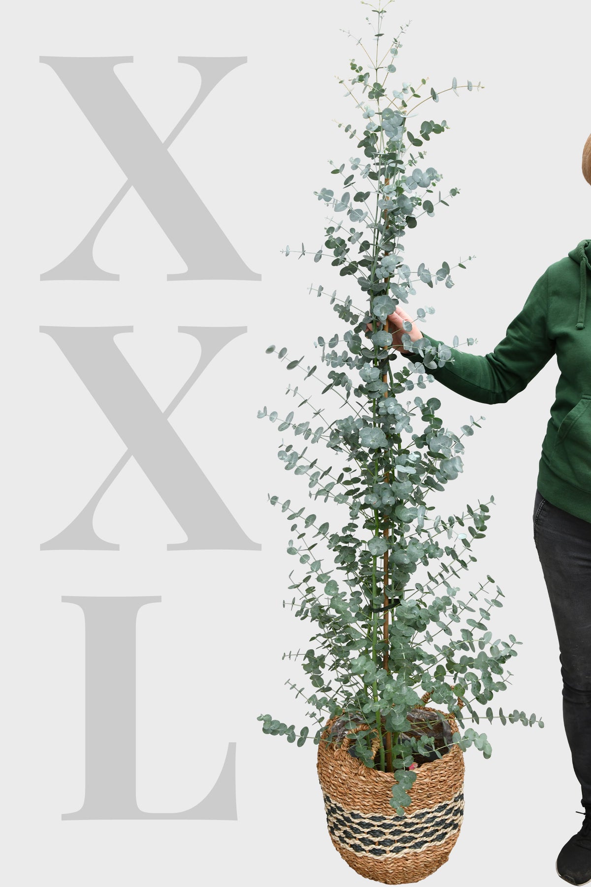 Echter XXL Eukalyptusbaum, 140-150cm
