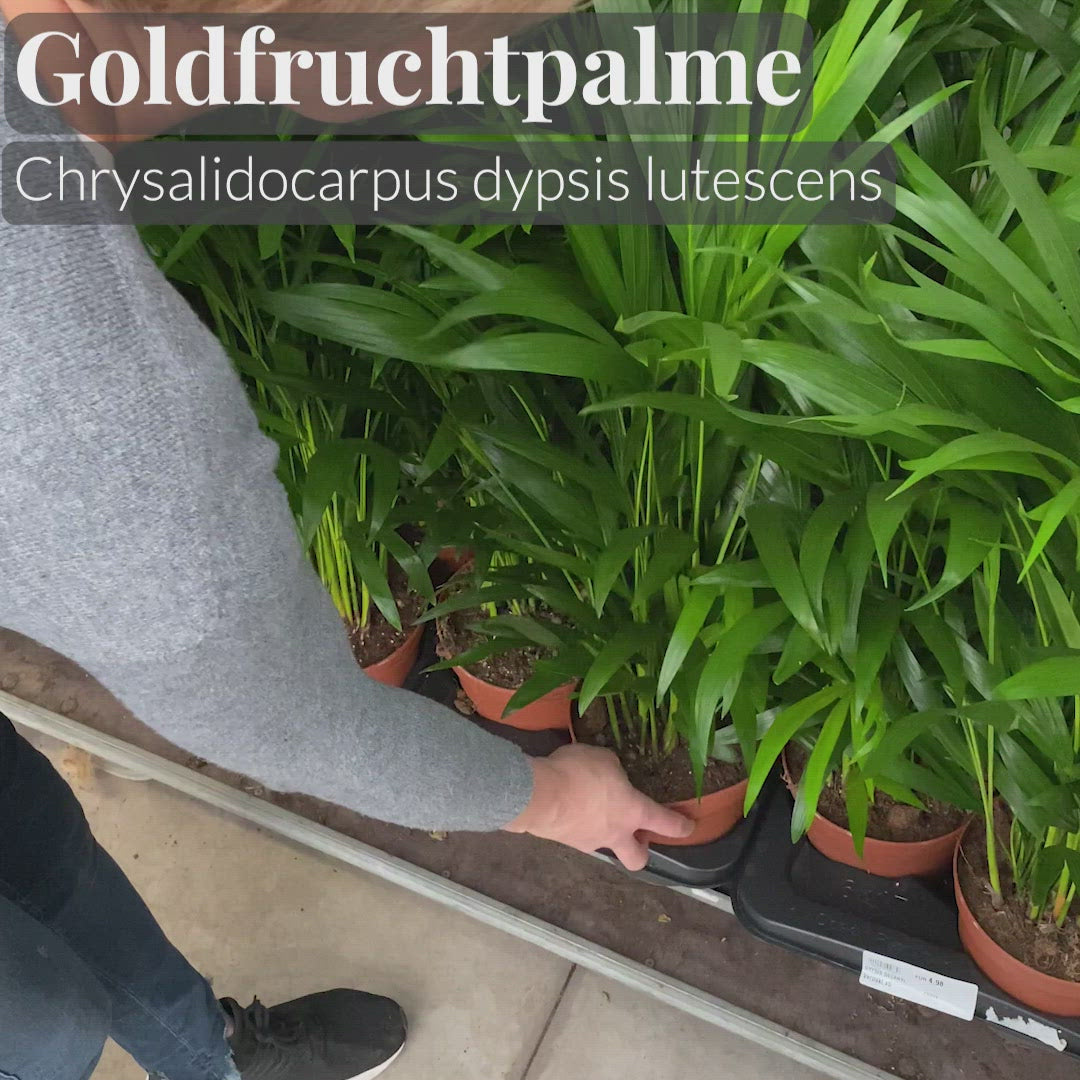 Video der Goldfruchtpalme frisch vom Gärtner